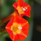 New Arrival IPOMOEA COCCINNEA,rare ipomea butterfly vine red morning glory seed 100 seeds New Arrival IPOMOEA COCCINNEA,rare ipomea butterfly vine red morning glory seed 100 seeds