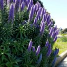 Best-Selling Pride of Madeira plant, Echium Fastuosum Candicans purple flowers seed20 seeds Best-Selling Pride of Madeira plant, Echium Fastuosum Candicans purple flowers seed20 seeds