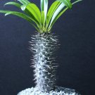 Premium Pachypodium lamerei rare madagascar palm plant cactus cacti caudex bonsai 6"" pot Premium Pachypodium lamerei rare madagascar palm plant cactus cacti caudex bonsai 6"" pot