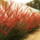 Top-Quality HESPERALOE PARVIFLORA exotic succulent rare Bell Flower Yucca aloe seed 10 SEEDS Top-Quality HESPERALOE PARVIFLORA exotic succulent rare Bell Flower Yucca aloe seed 10 SEEDS