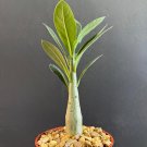 Top-Quality Desert Rose ADENIUM Arabicum rare caudex collection exotic bonsai plant 4"" pot Top-Quality Desert Rose ADENIUM Arabicum rare caudex collection exotic bonsai plant 4"" pot