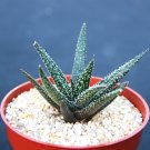 New Arrival ALOE Twilight Zone, exotic rare succulent hybrid bonsai gasteraloe plant 4"" pot New Arrival ALOE Twilight Zone, exotic rare succulent hybrid bonsai gasteraloe plant 4"" pot