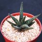 New Arrival ALOE Twilight Zone, exotic rare succulent hybrid bonsai gasteraloe plant 4"" pot