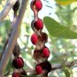 Top-Quality Mescal bean Texas Mountain Laurel exotic Sophora secundiflora rare seed 50 seeds