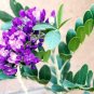 Top-Quality Mescal bean Texas Mountain Laurel exotic Sophora secundiflora rare seed 50 seeds