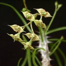 Premium Euphorbia genoudiana exotic rare Madagascar succulent cactus cacti seed 5 SEEDS Premium Euphorbia genoudiana exotic rare Madagascar succulent cactus cacti seed 5 SEEDS