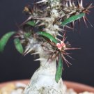 Best-Selling Euphorbia ROSSII, exotic caudex bonsai madagascar rare collectors seed 10 seeds Best-Selling Euphorbia ROSSII, exotic caudex bonsai madagascar rare collectors seed 10 seeds