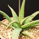 Top-Quality ALOE SINKATANA cactus hybrid exotic color succulent rare flowering seed 10 SEEDS Top-Quality ALOE SINKATANA cactus hybrid exotic color succulent rare flowering seed 10 SEEDS