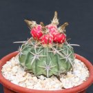 Premium Echinocactus texensis | cacti rare cactus seed 10 SEEDS