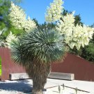 Best-Selling YUCCA ROSTRATA, rare beaked Big Bend agave garden aloe tree like seed 50 SEEDS