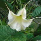 Exclusive BRUGMANSIA ARBOREA white flowers Angel's Trumpet tree fragrant seed --10 seeds Exclusive BRUGMANSIA ARBOREA white flowers Angel's Trumpet tree fragrant seed --10 seeds