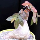 Top-Quality Phyllanthus Mirabilis, Caudiciform Phyllanthodendron caudex bonsai seed -5 SEEDS Top-Quality Phyllanthus Mirabilis, Caudiciform Phyllanthodendron caudex bonsai seed -5 SEEDS