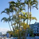 Limited Edition ARECA PALM Dypsis Lutescens, golden cane palms ornamental fence seed 30 seeds Limited Edition ARECA PALM Dypsis Lutescens, golden cane palms ornamental fence seed 30 seeds