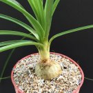 Limited Edition 4"" plant Beaucarnea Recurvata elephant foot ponytail palm pachycaul base 4 pot Limited Edition 4"" plant Beaucarnea Recurvata elephant foot ponytail palm pachycaul base 4 pot