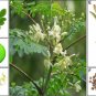 Premium THREE ORGANIC FRESH MORINGA OLEIFERA (3) 6"" CUTTINGS 0 SHIPPING!FROM FL USA