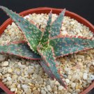New Arrival Aloe cultivar CHRISTMAS CAROL, hybrid exotic rare red color succulent plant 4"" New Arrival Aloe cultivar CHRISTMAS CAROL, hybrid exotic rare red color succulent plant 4""
