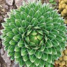 Best-Selling Agave Victoriae-Reginae, exotic rose succulent aloe hardy plant seed 15 SEEDS Best-Selling Agave Victoriae-Reginae, exotic rose succulent aloe hardy plant seed 15 SEEDS