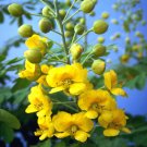 Limited Edition Caesalpinia mexicana YELLOW flowering Dwarf Poinciana Mexican Holdback -10 seeds