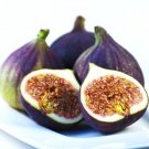 Premium Ficus Carica, Common fig exotic organic mulberry edible fruit tree seed 10 SEEDS Premium Ficus Carica, Common fig exotic organic mulberry edible fruit tree seed 10 SEEDS