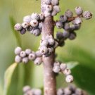 Limited Edition MYRICA CERIFERA, waxmyrtle native bayberry wild tree bonsai shrub seed -20 seeds Limited Edition MYRICA CERIFERA, waxmyrtle native bayberry wild tree bonsai shrub seed -20 seeds