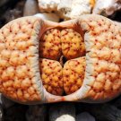 New Arrival Lithops verruculosa,living stone rock pleable stone cactus cacti seed 50 SEEDS New Arrival Lithops verruculosa,living stone rock pleable stone cactus cacti seed 50 SEEDS