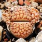 New Arrival Lithops verruculosa,living stone rock pleable stone cactus cacti seed 50 SEEDS