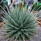 Best-Selling Agave Utahensis Eborispina exotic succulent rare cacti seed plant aloe 100 SEEDS Best-Selling Agave Utahensis Eborispina exotic succulent rare cacti seed plant aloe 100 SEEDS