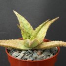 Premium RARE ALOE SILVER RIDGE succulent plant exotic cacti cactus agave bonsai4"" pot