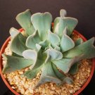 Exclusive RARE ECHEVERIA RUNYONII CV. TOPSY TURVY flower succulent cactus plant 4"" pot Exclusive RARE ECHEVERIA RUNYONII CV. TOPSY TURVY flower succulent cactus plant 4"" pot