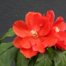 Best-Selling Pereskia bleo, rare cacti plant abrojo rodocactus spine cactus succulent 4"" pot Best-Selling Pereskia bleo, rare cacti plant abrojo rodocactus spine cactus succulent 4"" pot