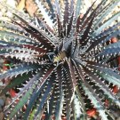 Premium DYCKIA BURGUNDY ICE Hybrid exotic terrestrial bromeliad air rare seed 25 seeds Premium DYCKIA BURGUNDY ICE Hybrid exotic terrestrial bromeliad air rare seed 25 seeds