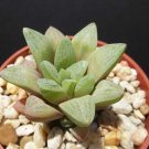 Premium Haworthia turgida var. suberecta rare exotic succulent plant cactus cacti 4"" POT Premium Haworthia turgida var. suberecta rare exotic succulent plant cactus cacti 4"" POT