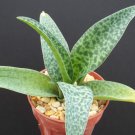 Exclusive Drimiopsis kirkii, rare drimia exotic scilla succulent cactus bulb plant4"" pot Exclusive Drimiopsis kirkii, rare drimia exotic scilla succulent cactus bulb plant4"" pot