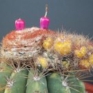 Best-Selling Melocactus Oreas VARIEGATED |montrose cacti rare exotic cactus seed 30 SEEDS Best-Selling Melocactus Oreas VARIEGATED |montrose cacti rare exotic cactus seed 30 SEEDS