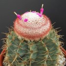 Top-Quality Melocactus bellavistensis exotic turk's cap cacti rare cactus semi seed 20 SEEDS Top-Quality Melocactus bellavistensis exotic turk's cap cacti rare cactus semi seed 20 SEEDS