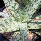 Best-Selling ALOE cv WHITE STAG | hybrid exotic color succulent rare flowering seed 10 SEEDS Best-Selling ALOE cv WHITE STAG | hybrid exotic color succulent rare flowering seed 10 SEEDS