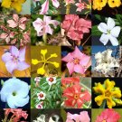 Top-Quality PACHYPODIUM variety MIX magadascar palm rare caudex desert bonsai cacti 20 seeds