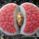 New Arrival RARE LITHOPS KARASMONTANA ORANGE ICE, living stones rare mesembs seed 30 SEEDS New Arrival RARE LITHOPS KARASMONTANA ORANGE ICE, living stones rare mesembs seed 30 SEEDS