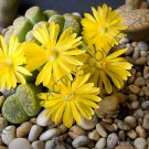 Top-Quality RARE LITHOPS BROMFIELDII INSULARIS living stones exotic rock plant seed 30 SEEDS Top-Quality RARE LITHOPS BROMFIELDII INSULARIS living stones exotic rock plant seed 30 SEEDS