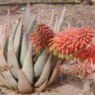 Premium ALOE CLAVIFLORA JACKAL'S TAIL exotic succulent rare agave plant seed 10 SEEDS Premium ALOE CLAVIFLORA JACKAL'S TAIL exotic succulent rare agave plant seed 10 SEEDS