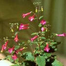 Premium Sinningia Apricot rare succulent exotic caudex african violet mini seed 50 SEEDS Premium Sinningia Apricot rare succulent exotic caudex african violet mini seed 50 SEEDS