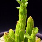 Best-Selling Monadenium ellenbeckii exotic euphorbia african cactus hang cacti seed 10 seeds Best-Selling Monadenium ellenbeckii exotic euphorbia african cactus hang cacti seed 10 seeds
