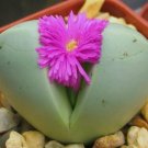 Limited Edition Argyroderma Testiculare rare mesemb mesembs rock living stones seed 100 SEEDS Limited Edition Argyroderma Testiculare rare mesemb mesembs rock living stones seed 100 SEEDS