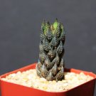 Exclusive Haworthia reinwardtii rare succulent plant exotic cactus cacti miniature aloe 2""