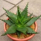 Exclusive Aloe Broomii rare snake thorny succulent exotic hardy agave cactus seed 15 SEEDS Exclusive Aloe Broomii rare snake thorny succulent exotic hardy agave cactus seed 15 SEEDS