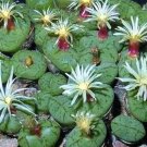 Exclusive Conophytum uvaeforme exotic cactus rare living stones rock cacti seed 100 SEEDS Exclusive Conophytum uvaeforme exotic cactus rare living stones rock cacti seed 100 SEEDS