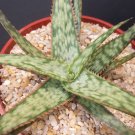 Exclusive RARE ALOE CULTIVAR SHARK GOD exotic south africa succulent bonsai seed 10 seeds Exclusive RARE ALOE CULTIVAR SHARK GOD exotic south africa succulent bonsai seed 10 seeds