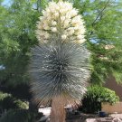 Premium YUCCA RIGIDA, BLUE YUCA exotic rare agave garden desert tree like seed 15 SEEDS