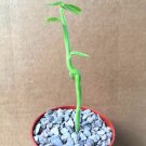 Exclusive EUPHORBIA MAURITANICA | rare exotic pencil milkbush cactus plant succulent 4"" Exclusive EUPHORBIA MAURITANICA | rare exotic pencil milkbush cactus plant succulent 4""