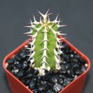 Premium EUPHORBIA GRANITICOLA exoticrare cactus plant cacti bonsai succulent 2"" pot Premium EUPHORBIA GRANITICOLA exoticrare cactus plant cacti bonsai succulent 2"" pot